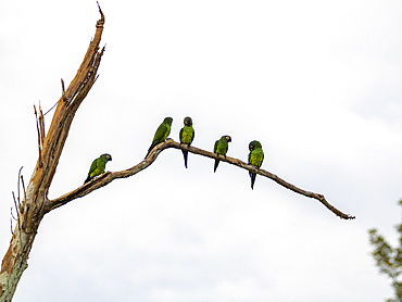 A group of adult dusky-headed parakeets, Aratinga weddellii, on a tree in the Pacaya Samiria Preserve, Peru.