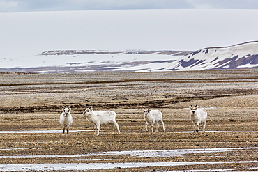 Young Svalbard reindeer (Rangifer tarandus platyrhynchus), at Augustabreen, Nordaustlandet, Svalbard, Norway, Scandinavia, Europe