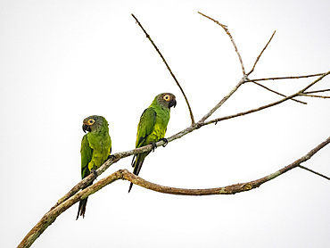 A pair of adult dusky-headed parakeets, Aratinga weddellii, on a tree in the Pacaya Samiria Preserve, Peru.