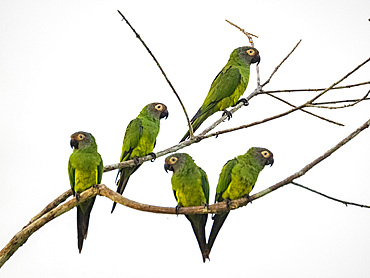 A group of adult dusky-headed parakeets, Aratinga weddellii, on a tree in the Pacaya Samiria Preserve, Peru.
