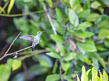 An adult Glittering-throated Emerald, Chionomesa fimbriata, on a tree in the Pacaya Samiria Preserve, Peru.
