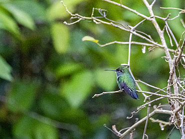 An adult Glittering-throated Emerald, Chionomesa fimbriata, on a tree in the Pacaya Samiria Preserve, Peru.