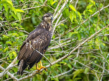 A juvenile great black hawk, Buteogallus urubitinga, on a tree in the Pacaya Samiria Preserve, Peru.