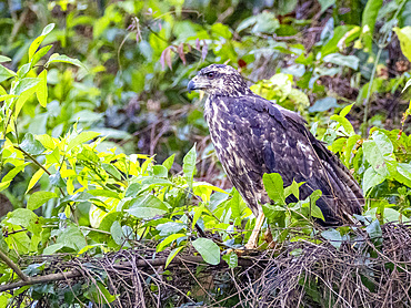 A juvenile great black hawk, Buteogallus urubitinga, on a tree in the Pacaya Samiria Preserve, Peru.