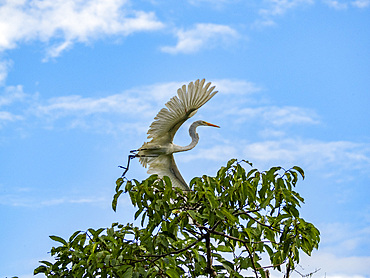 An adult great egret, Ardea alba, taking flight on a tree in the Pacaya Samiria Preserve, Peru.