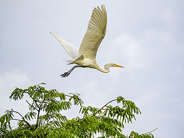 An adult great egret, Ardea alba, taking flight from a tree in the Pacaya Samiria Preserve, Peru.