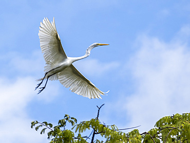 An adult great egret, Ardea alba, taking flight from a tree in the Pacaya Samiria Preserve, Peru.