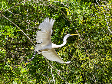An adult great egret, Ardea alba, taking flight from a tree in the Pacaya Samiria Preserve, Peru.