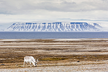 Adult bull Svalbard reindeer (Rangifer tarandus platyrhynchus), at Augustabreen, Nordaustlandet, Svalbard, Norway, Scandinavia, Europe