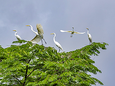 A group of adult great egrets, Ardea alba, perched in a tree in the Pacaya Samiria Preserve, Peru.
