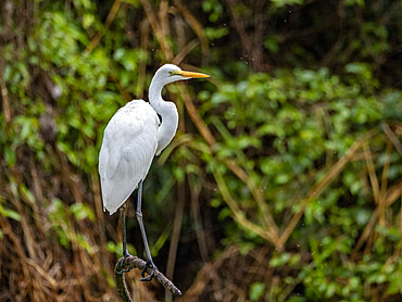 An adult great egret, Ardea alba, perched on a tree in the Pacaya Samiria Preserve, Peru.