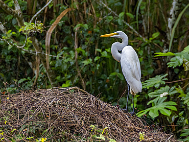 An adult great egret, Ardea alba, perched on a tree in the Pacaya Samiria Preserve, Peru.