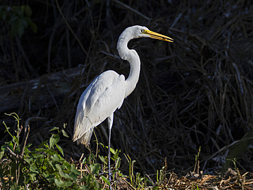 An adult great egret, Ardea alba, with a small fish in its beak in the Pacaya Samiria Preserve, Peru.