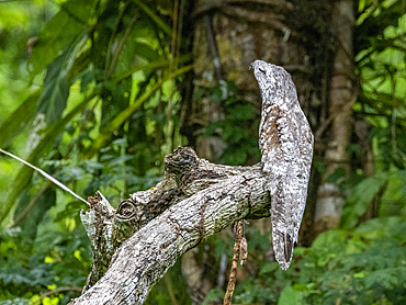 An adult great potoo, Nyctibius grandis, perched on a tree in the Pacaya Samiria Preserve, Peru.