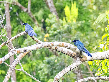 A pair of adult greater anis, Crotophaga major, perched on a tree in the Pacaya Samiria Preserve, Peru.