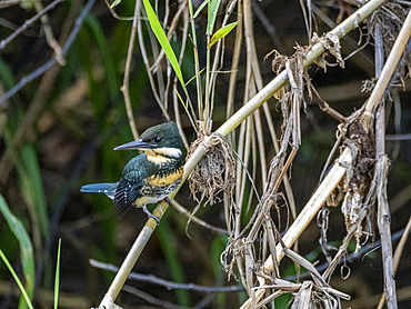 An adult green kingfisher, Chloroceryle americana, perched on a tree in the Pacaya Samiria Preserve, Peru.