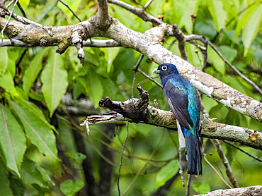 An adult green-backed trogon, Trogon viridis, perched on a tree in the Pacaya Samiria Preserve, Peru.