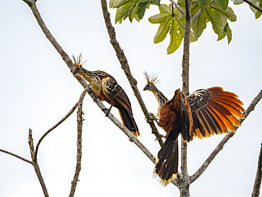 A pair of adult hoatzins, Opisthocomus hoazin, perched on a tree in the Pacaya Samiria Preserve, Peru.