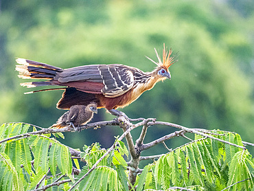 An adult female hoatzin, Opisthocomus hoazin, protecting her chick in a tree in the Pacaya Samiria Preserve, Peru.