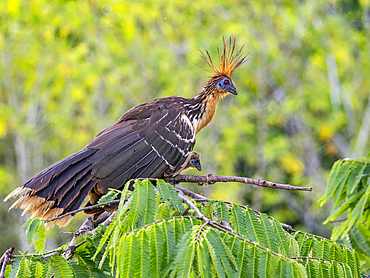 An adult female hoatzin, Opisthocomus hoazin, protecting her chick in a tree in the Pacaya Samiria Preserve, Peru.