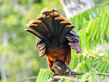 An adult female hoatzin, Opisthocomus hoazin, protecting her chick in a tree in the Pacaya Samiria Preserve, Peru.