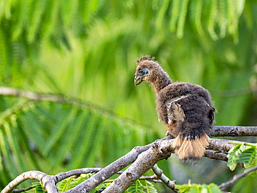 A hoatzin, Opisthocomus hoazin, chick in a tree in the Pacaya Samiria Preserve, Peru.