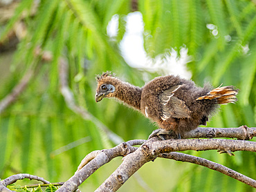 A hoatzin, Opisthocomus hoazin, chick in a tree in the Pacaya Samiria Preserve, Peru.