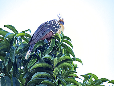 An adult hoatzin, Opisthocomus hoazin, perched in a tree in the Pacaya Samiria Preserve, Peru.
