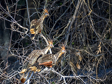 Three adult hoatzins, Opisthocomus hoazin, perched in a tree in the Pacaya Samiria Preserve, Peru.