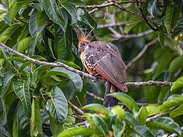An adult hoatzin, Opisthocomus hoazin, perched in a tree in the Pacaya Samiria Preserve, Peru.