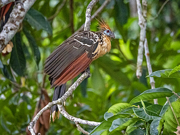 An adult hoatzin, Opisthocomus hoazin, perched in a tree in the Pacaya Samiria Preserve, Peru.