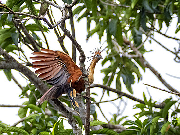 An adult hoatzin, Opisthocomus hoazin, perched in a tree in the Pacaya Samiria Preserve, Peru.