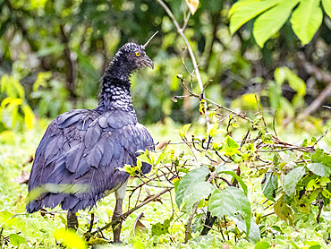 An adult horned screamer, Anhima cornuta, on the ground in the Pacaya Samiria Preserve, Peru.