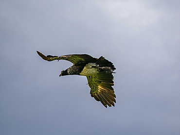An adult horned screamer, Anhima cornuta, in flight in the Pacaya Samiria Preserve, Peru.