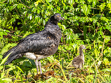 An adult female horned screamer, Anhima cornuta, with chick on the ground in the Pacaya Samiria Preserve, Peru.