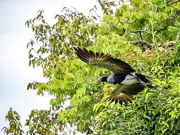 An adult horned screamer, Anhima cornuta, in flight in the Pacaya Samiria Preserve, Peru.