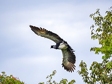An adult horned screamer, Anhima cornuta, in flight in the Pacaya Samiria Preserve, Peru.
