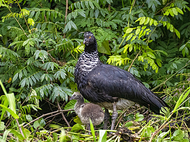 An adult female horned screamer, Anhima cornuta, with chick on the ground in the Pacaya Samiria Preserve, Peru.
