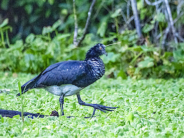 An adult horned screamers, Anhima cornuta, walking in the Pacaya Samiria Preserve, Peru.