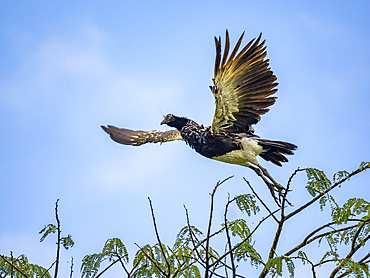 An adult horned screamer, Anhima cornuta, in flight in the Pacaya Samiria Preserve, Peru.