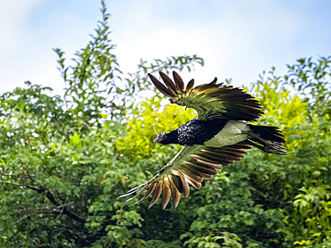 An adult horned screamer, Anhima cornuta, in flight in the Pacaya Samiria Preserve, Peru.