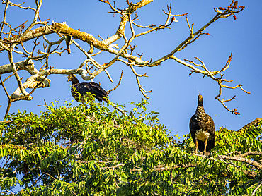 A pair of adult horned screamers, Anhima cornuta, perched in a tree in the Pacaya Samiria Preserve, Peru.