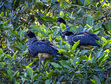 Three adult horned screamers, Anhima cornuta, perched in a tree in the Pacaya Samiria Preserve, Peru.