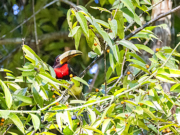 An adult ivory-billed aracari, Pteroglossus azara, perched in a tree within the Pacaya Samiria Preserve, Peru.