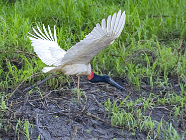 An adult jabiru, Jabiru mycteria, in flight within the Pacaya Samiria Preserve, Peru.