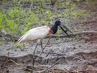 An adult jabiru, Jabiru mycteria, with an armored catfish on the riverbank within the Pacaya Samiria Preserve, Peru.