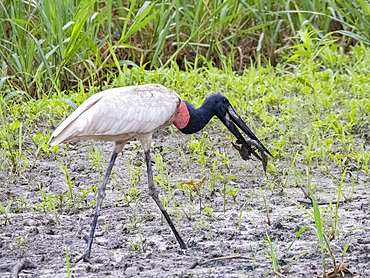 An adult jabiru, Jabiru mycteria, with an armored catfish on the riverbank within the Pacaya Samiria Preserve, Peru.
