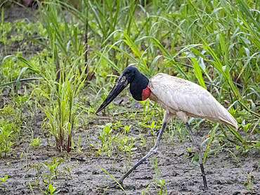 An adult jabiru, Jabiru mycteria, eating an armored catfish on the riverbank within the Pacaya Samiria Preserve, Peru.