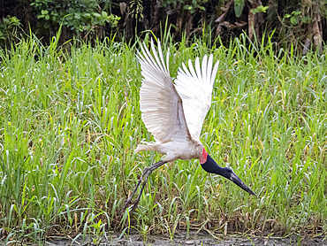 An adult jabiru, Jabiru mycteria, in flight within the Pacaya Samiria Preserve, Peru.
