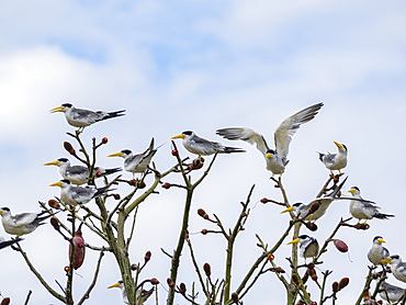Adult large-billed terns, Phaethusa simplex, perched in a kapok tree within the Pacaya Samiria Preserve, Peru.